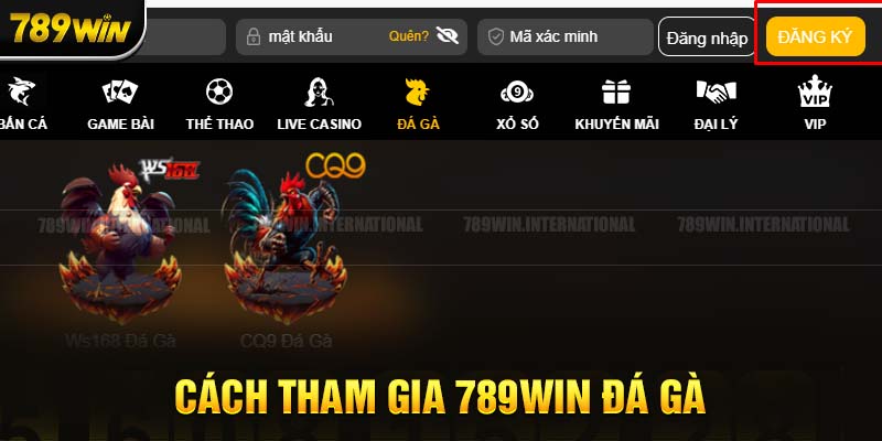 Hướng dẫn cách tham gia 789Win đá gà