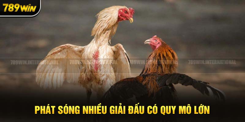 Phát sóng nhiều giải đấu chọi gà có quy mô lớn