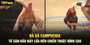 Bí Quyết Chơi Đá Gà Campuchia: Làm Sao Để Đặt Cược Thắng?