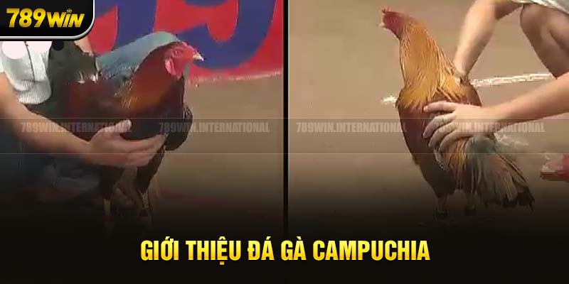 Giới thiệu vài nét về đá gà Campuchia