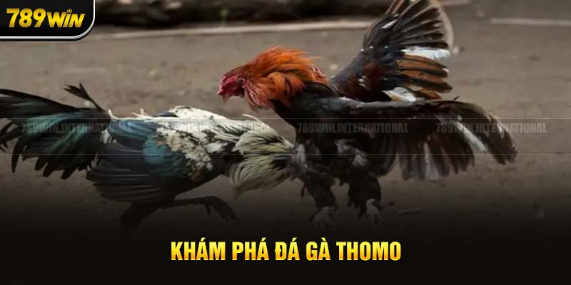 Cùng khám phá thông tin về đá gà Thomo 