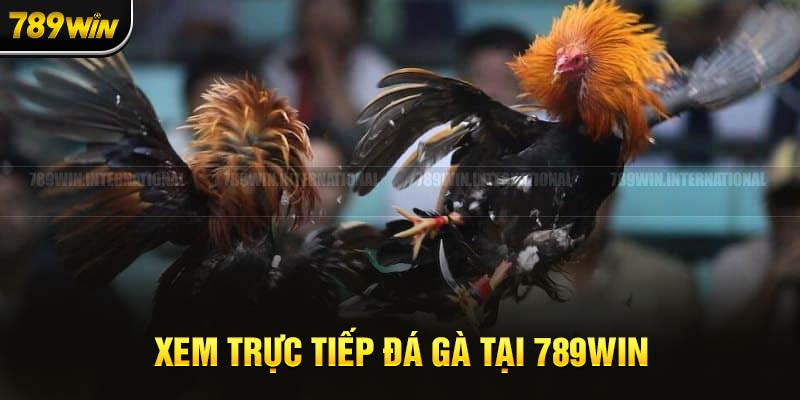 Thỏa mãn niềm đam mê chọi gà tại nền tảng trực tuyến